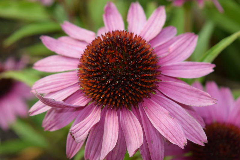 plant, nature, colour, pink, freshness, petal, inflorescence, kingston lacy, no people, garden, outdoors, color, day, purple, beauty in nature, flower