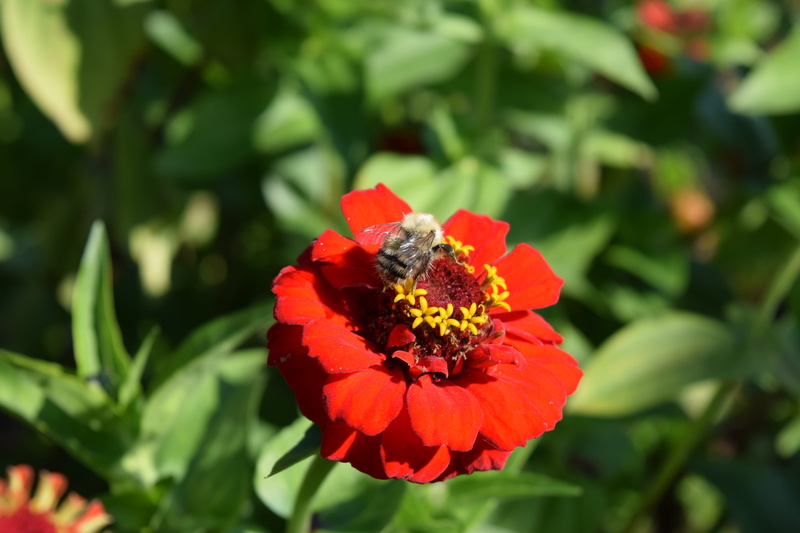 green color, garden, day, close-up, beauty in nature, flowering plant, growth, bugs, outdoors, no people, trees, plant, pollen, focus on foreground, vulnerability