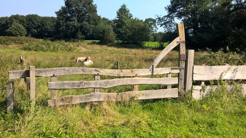 fence, fencing, tree, pets, pasture, wood - material, animal themes, green, one animal, outdoors, grass, meadow, barrier, rustic, field, day, animal, cows