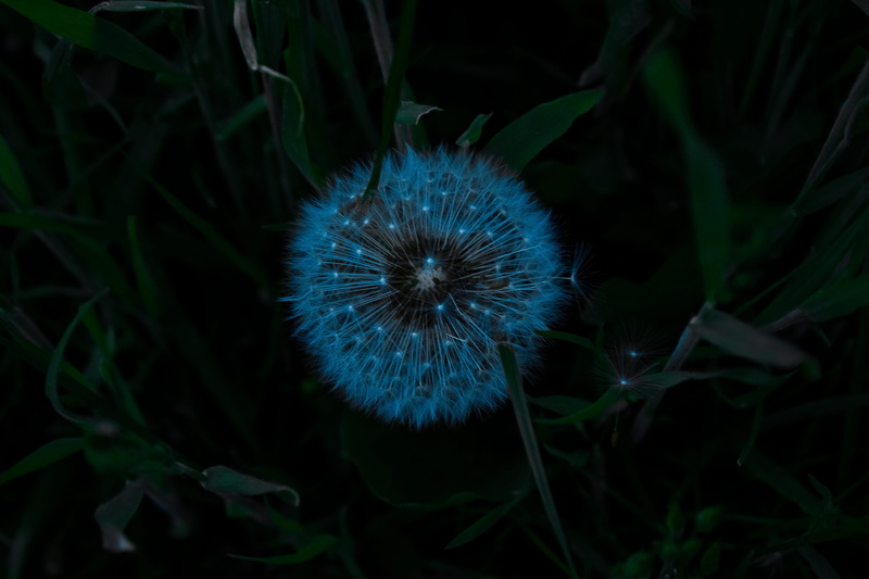 leaf, dandelion seed, fragility, green color, flowering plant, blue, dandelion, land, vulnerability, inflorescence, plant, no people, nature, field, softness