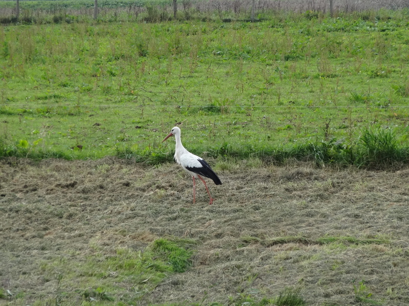 waterfowl, land, wildlife, Pasture, landscape, plant, animal themes, Netherlands, nature, no people, fly, overijssel, green color, meadow bird, Stork, animals And Pets