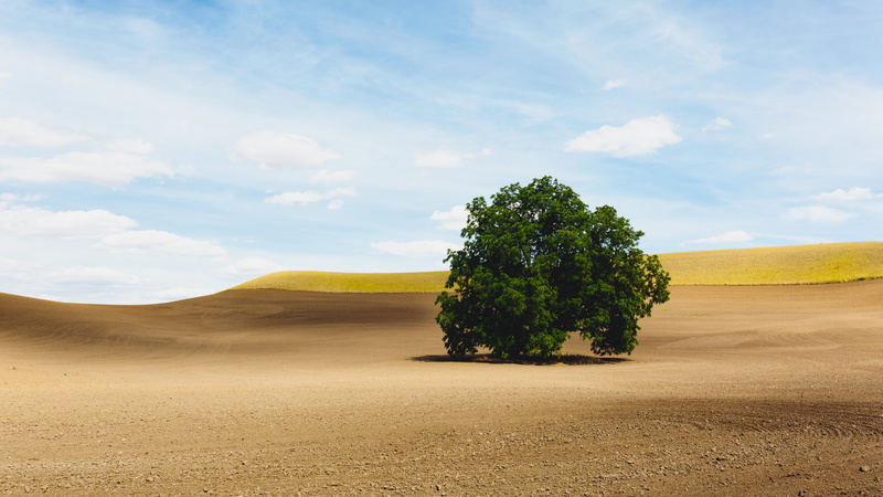 summer, tree, sky, F1.4, tree  farm, outdoors, land, DG, Canon EOS 5D Mark III, field, Pacific Northwest, leaf, rural Scene, dirt, hill, HSM, green leaf