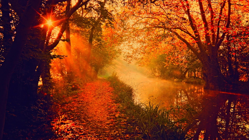 sunbeam, river, colors, park - Man Made Space, tranquility, bush, rural Scene, sunlight, forest, day, bright, sun, season, lake, water, scenics, nature