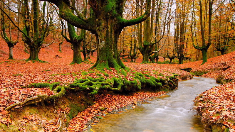 flowing, scenics - nature, non-urban scene, tranquility, river, lot, idyllic, land, plant, 1080P, autumn, water, fall, change, landscape, forest, maple