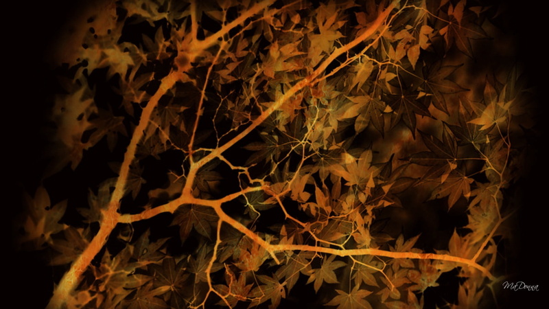 growth, leaves, autumn, nature, natural condition, change, abstract, plant, dried, 1080P, selective focus, leaf, full frame, night, dry, orange color