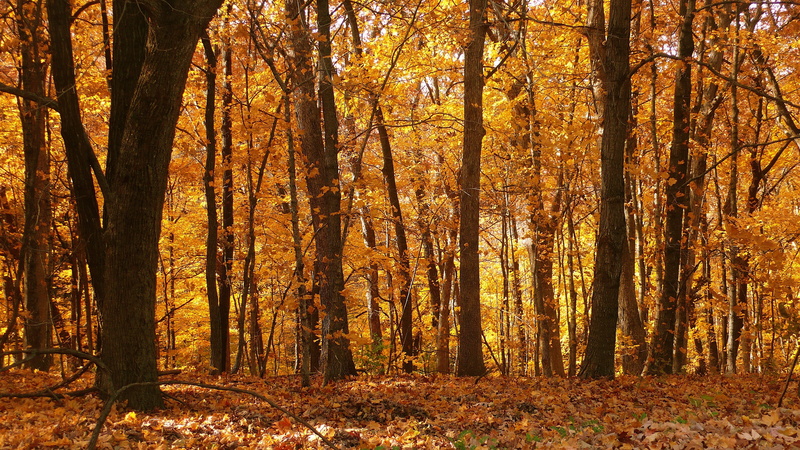 autumn, tranquility, orange color, tree trunk, woodland, autumn collection, scenics - nature, 4K, change, maple, outdoors, growth, forest, fall, day, plant
