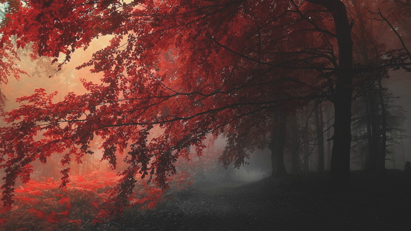 orange color, non-urban scene, nature, branch, land, change, beauty in nature, no people, scenics - nature, treelined, autumn, trees, fall, tree, tranquil scene