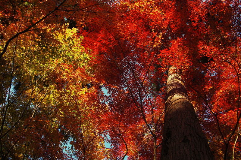 day, color Image, october, season, sunlight, growth, no People, maple, scenics, forest, backgrounds, tree Trunk, tree canopy, environment, red, vibrant Color