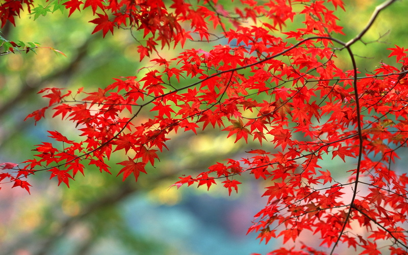 lush Foliage, branches, focus on foreground, forest, tree, day, multi Colored, plant part, season, close-up, growth, leaf, bright, low angle view, branch