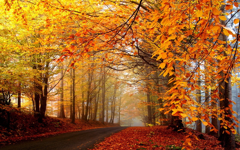 the way forward, season, sugar Maple, park - Man Made Space, branch, rural Scene, fog, autumn collection, road, color Image, diminishing perspective, woodland