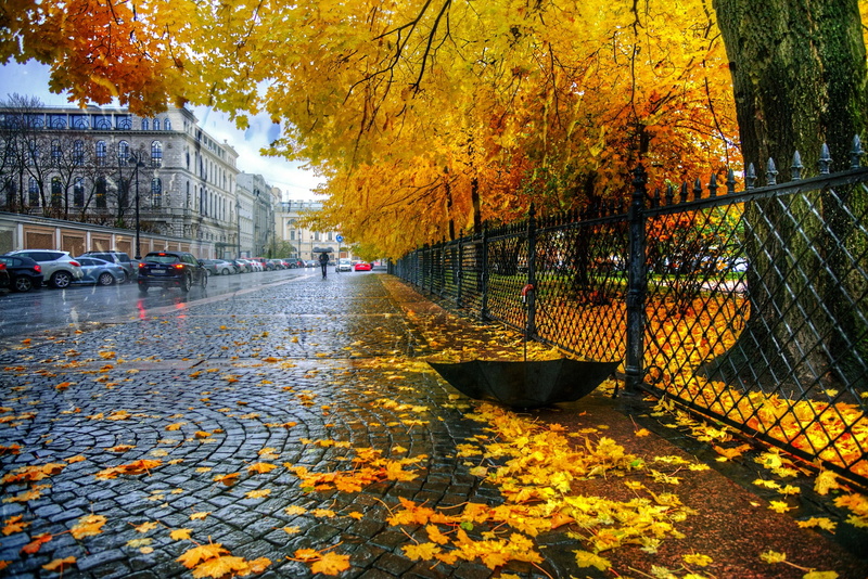 leaf, park - Man Made Space, outdoors, travel, tree, trees, leaves, red, brown, 1080P, leafed, season, St. Petersburg, water, the fence, tourism, river