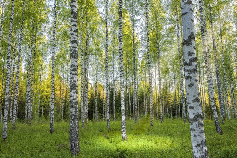 forest, tranquil scene, scenics - nature, green color, tranquility, grass, trunk, growth, outdoors, birch tree, nature, trees, grove, tree trunk, birch