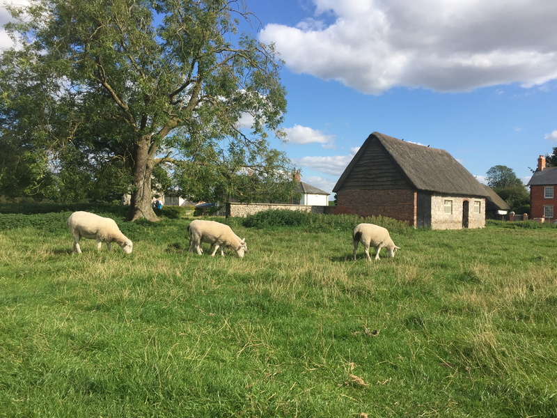 neolithic, vertebrate, green, green color, group of animals, heritage, field, countryside, english, england, no people, outdoors, tourism, wiltshire, stone