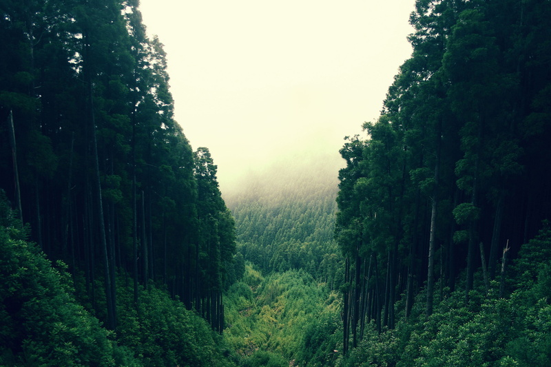 green color, plant, nature, non-urban scene, 2K, forest, scenics - nature, tranquility, trees, beauty in nature, outdoors, landscape, foliage, lush foliage