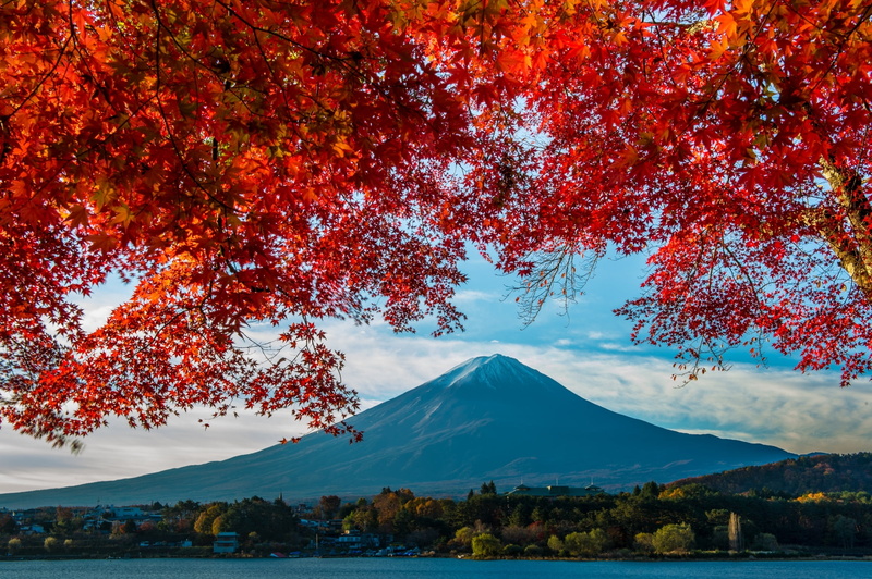 plant, scenics - nature, 1080P, lake, branch, mountain peak, day, mountain, nature, sky, water, snowcapped mountain, tranquility, autumn, landscape, Fuji