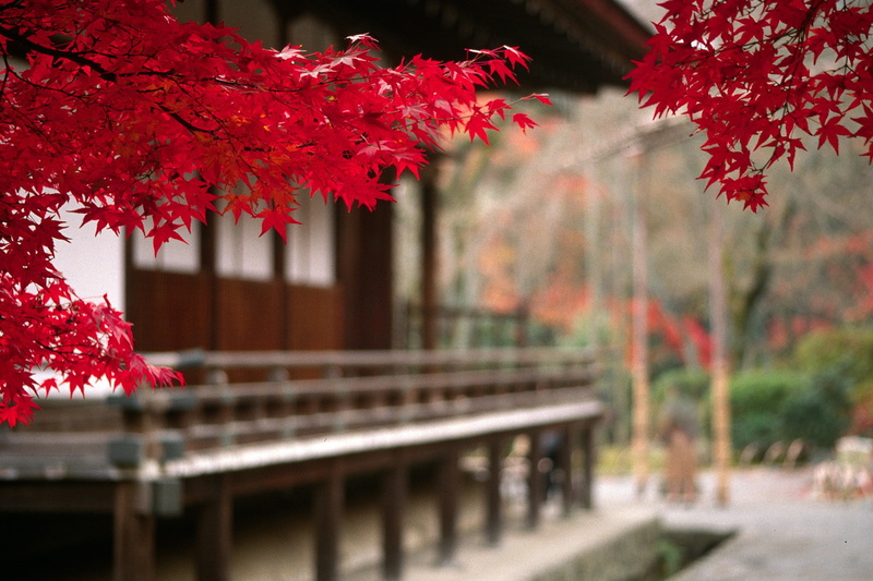blur, Japan, 1080P, autumn, maple leaves