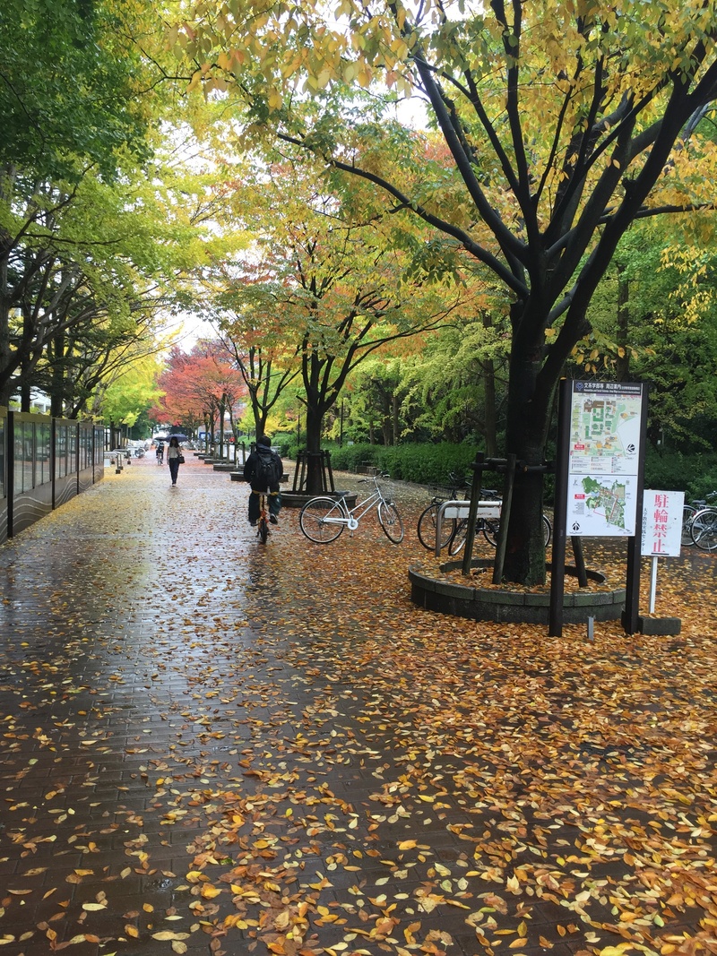 leaves, maple, walking, plant part, transportation, architecture, falling, park, outdoors, incidental people, nature, 2K, fall, park - Man Made Space