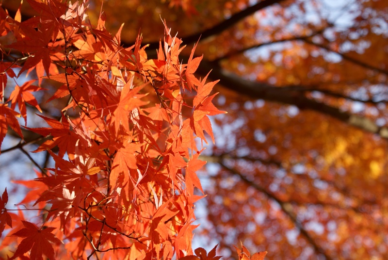 day, growth, season, autumn collection, natural condition, maple leaf, maple tree, autumn, branch, forest, change, autumn maple, momiji, beauty in nature