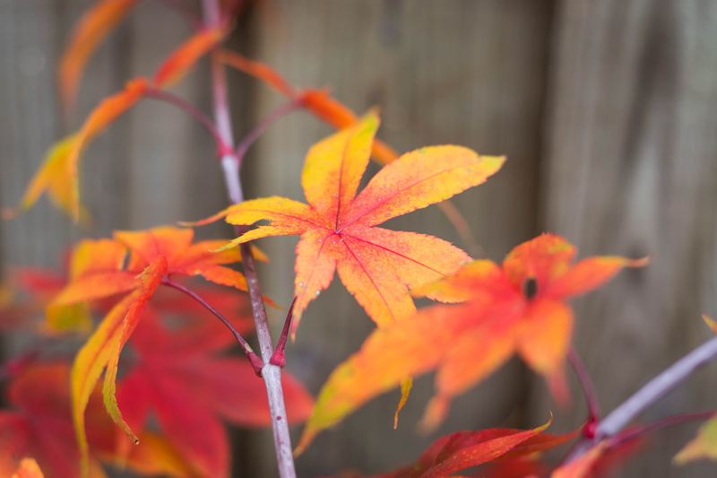 fragility, vulnerability, strong colors, dark background, leaf, nature, autumn, plant, growth, yellow, change, plant part, focus on foreground, maple leaf