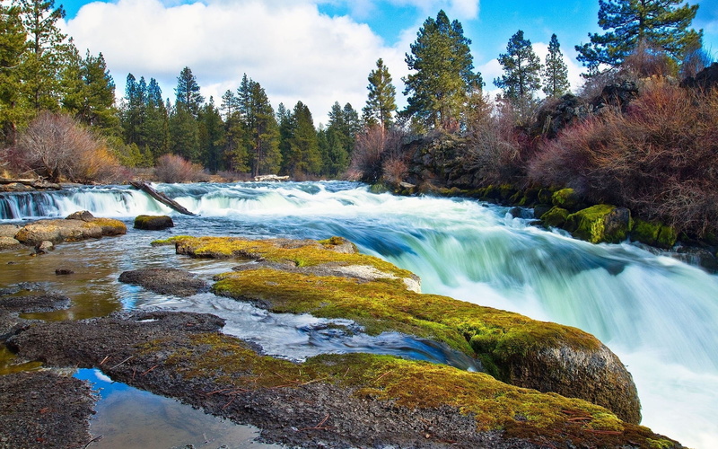 hd, rapids, moss, trees, forest, river, 1080P, nature