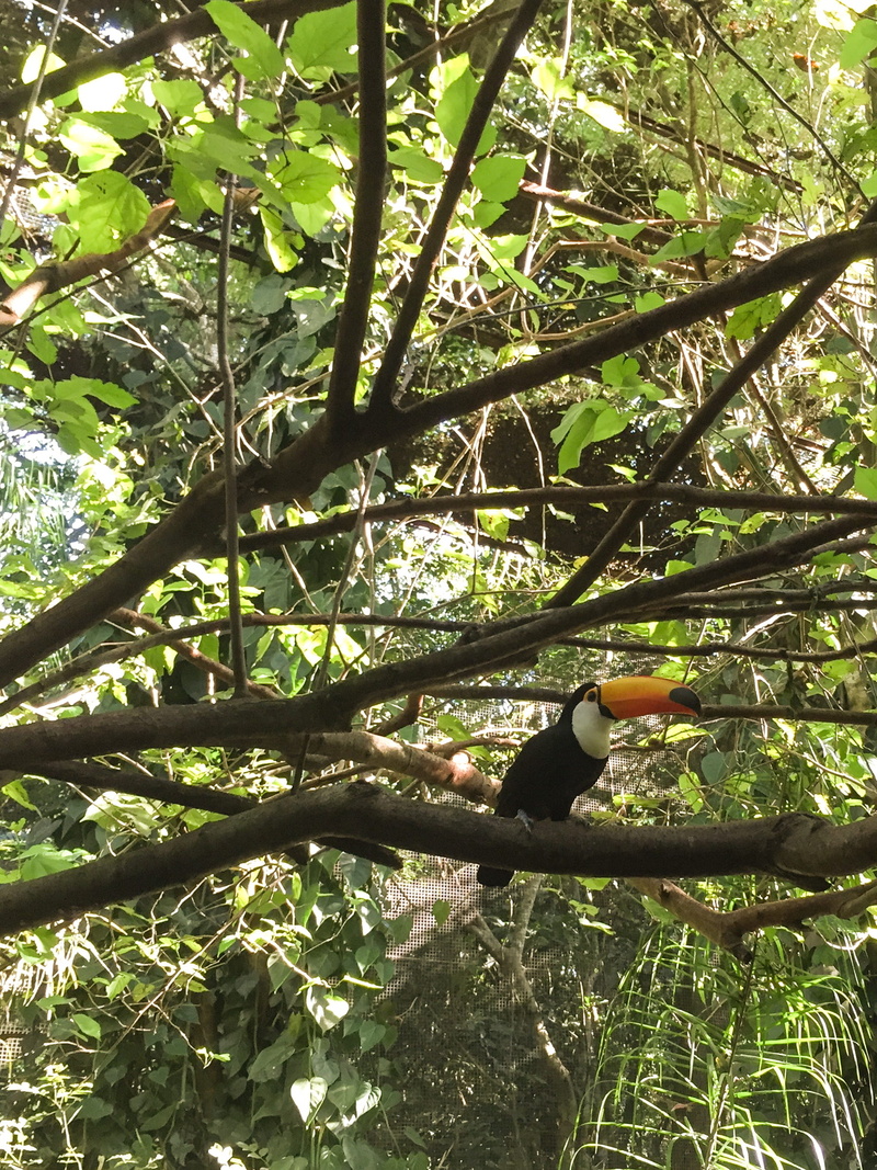 plant part, bird, plant, iguazu falls, 1080P, animals in the wild, leaf, animal, branch, animal themes, nature, parrot, low angle view, animal wildlife