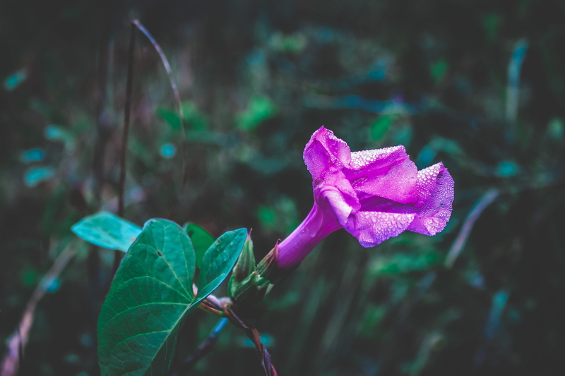 purple, trees, freshness, green, tree, iguazu national park, flower head, beauty in nature, park, water, focus on foreground, jungle, argentina, puerto iguazú
