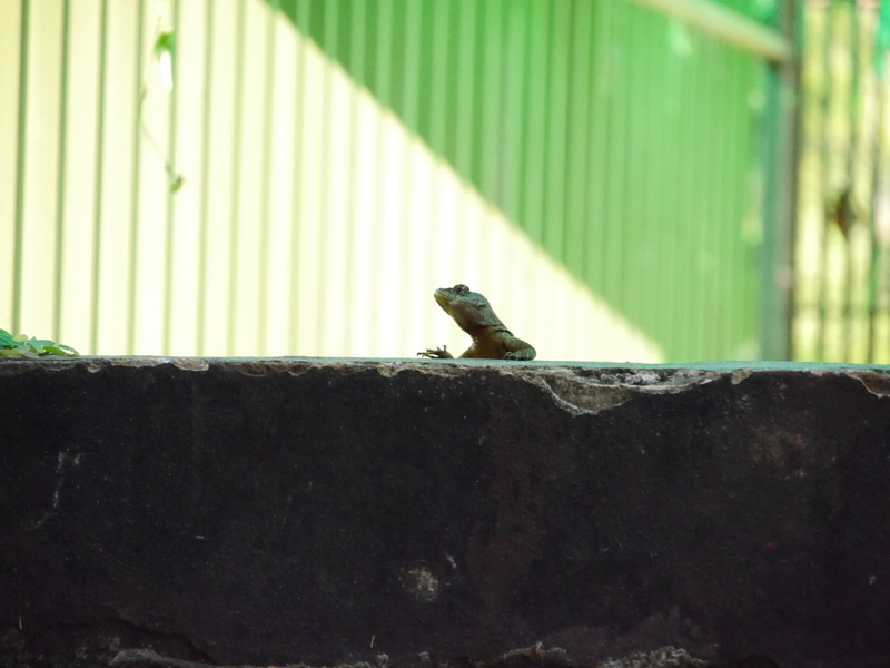 rock, iguazu fauna, focus on foreground, trendy animal, animal wildlife, small, wall - building feature, latin american lizard, reptile, wall, bird, nature