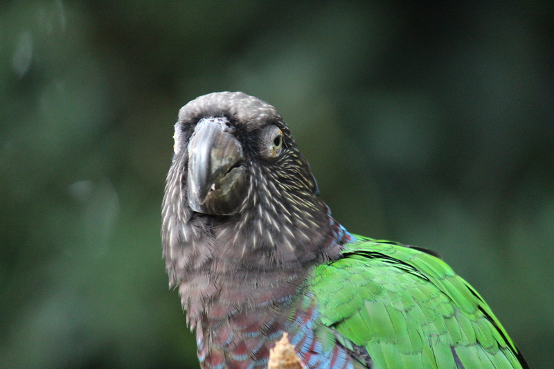 tree, 5K, rainforest, animal body part, animal head, nature, forest, green color, feather, tropical rainforest, close-up, day, iguazu falls, animal wildlife