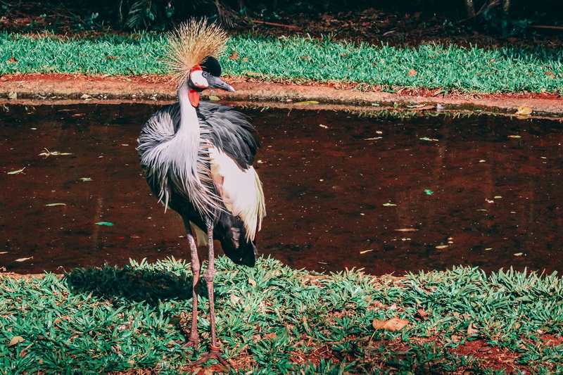 day, zoology, water, wood, animal wildlife, standing, adventure, vertebrate, stream, grass, land, field, forest, lake, 4K, no people, trees, animals in the wild