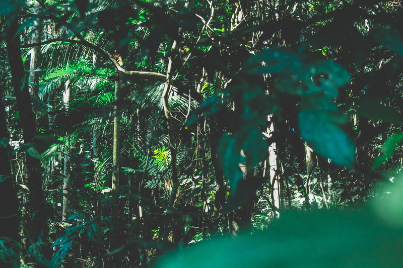 adventure, water, tranquility, nature, iguazu, plant part, scenics - nature, macuco safari parking, wood, ship, jungle, green color, zafary. safary, brazil