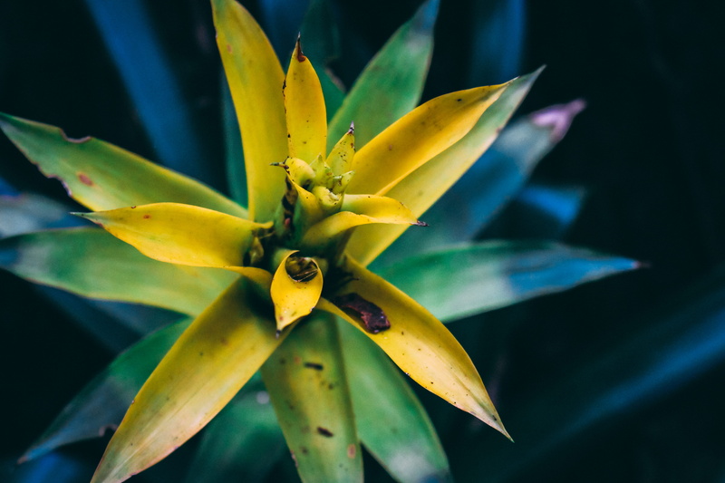 outdoors, vulnerability, park, beauty in nature, brazil, parakeet, 5K, no people, crew, fall, tree, flowering plant, growth, adventure, falls, jungle
