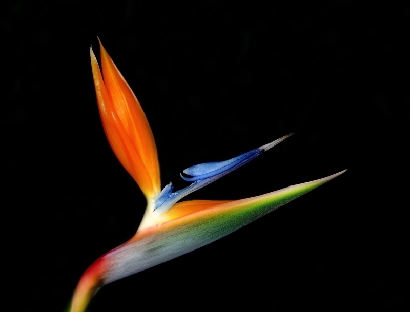 beauty In Nature, garden, orange color, red, studio shot, blossom, tropical, flower, bird of paradise flower, colorful, 2K, bloom, vulnerability, close-up