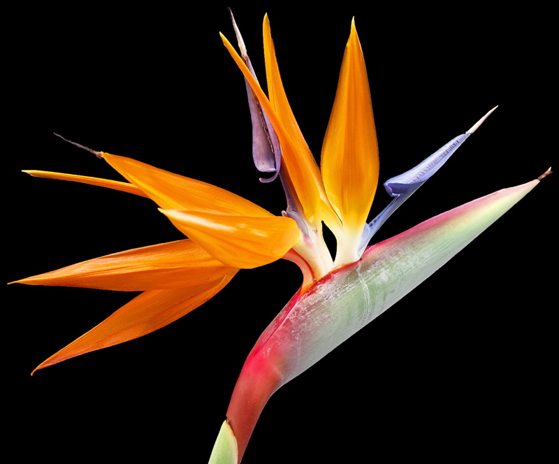 close-up, studio shot, freshness, plant, 2K, paradise, beauty in nature, flowering plant, nature, flower head, inflorescence, fragility, bird of paradise - plant