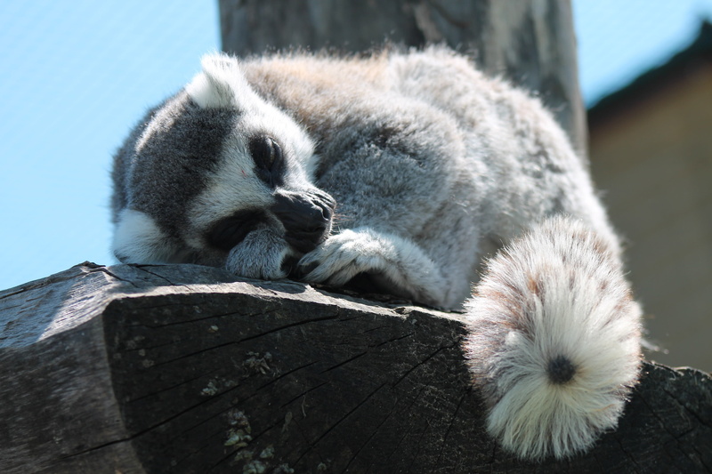 animals in the wild, day, zoo safari, group of animals, lemurs, lemur, outdoors, ravenna, sunlight, animal wildlife, 4K, nature, focus on foreground, vertebrate