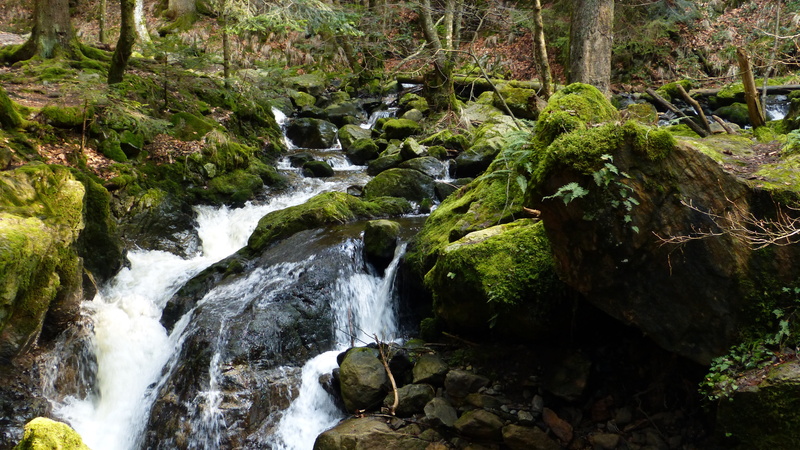 flowing water, scenics, forest, rock - Object, stream, plant, growth, tree, gorge, long exposure, solid, nature, motion, stream - flowing water, no people
