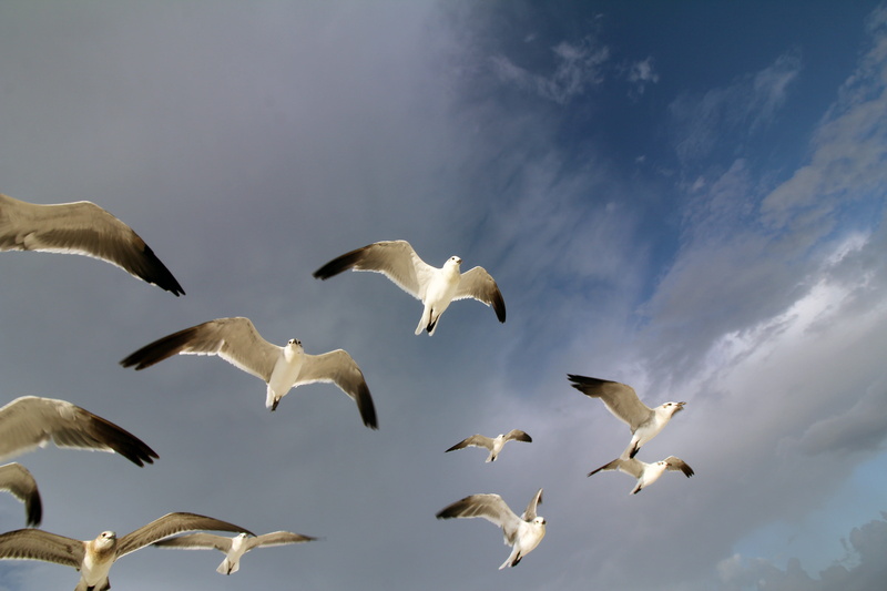 flock, sky, 5K, animals in the wild, beauty in nature, no people, spread wings, flying, day, beach birds, low angle view, bird, vertebrate, animal, seagull