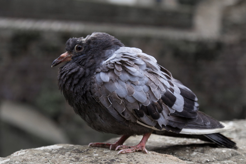 animal themes, bird, pigeon birds, solid, close-up, animal, dove, zoology, disease, plumage, no people, feather, 1080P, wall, blackbird, sick pigeon, sick bird