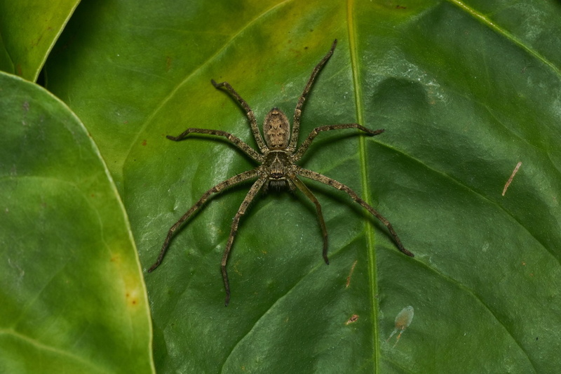 Arachnid, Huntsman Spider, 1080P, Spider, Spiders