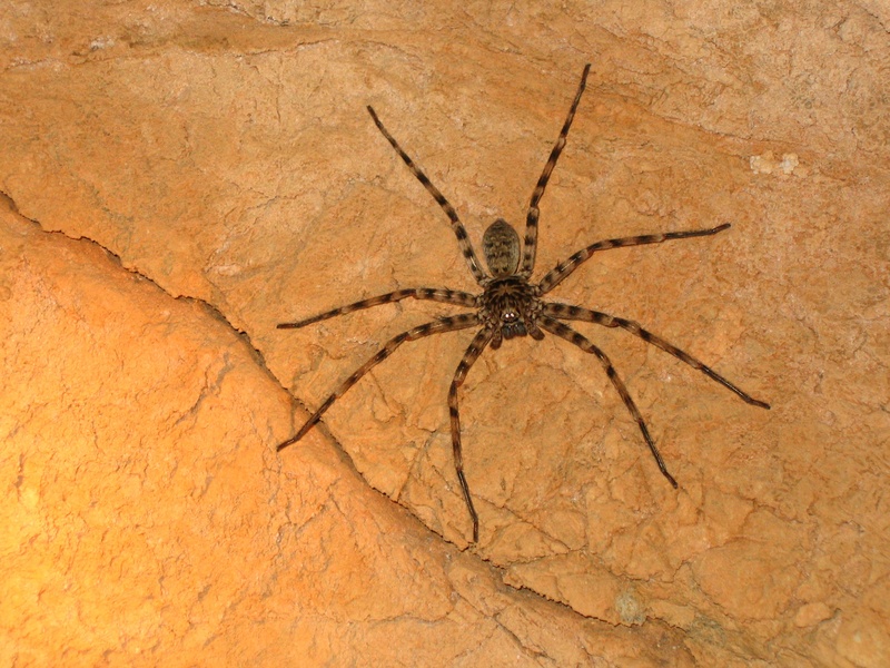 animal wildlife, one animal, backgrounds, insect, spider, animal themes, outdoors, close-up, arachnid, invertebrate, 2K, poisonous, wall - building feature