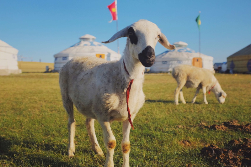 nature, medium group of animals, landscape, environment, mammal, outdoors, sheep, mongolia, day, field, domestic, land, focus on foreground, vertebrate
