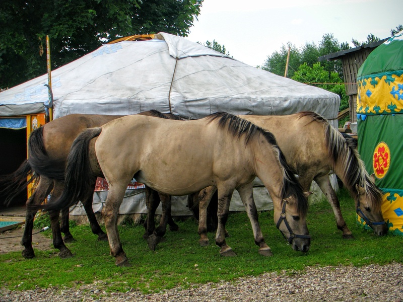 islam, tatars, animal wildlife, animal, day, livestock, group of animals, pets, plant, domestic, animal themes, grass, land, working animal, herbivorous