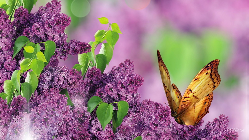 purple, flowers, 1080P, soft, nature and lands, butterfly, lilacs, spring, fragrant, lavender, garden, perfume