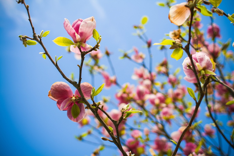 tree, day, growth, cherry tree, no people, pollen, 4K, branch, springtime, fragility, low angle view, beauty In Nature, cherry blossom, inflorescence