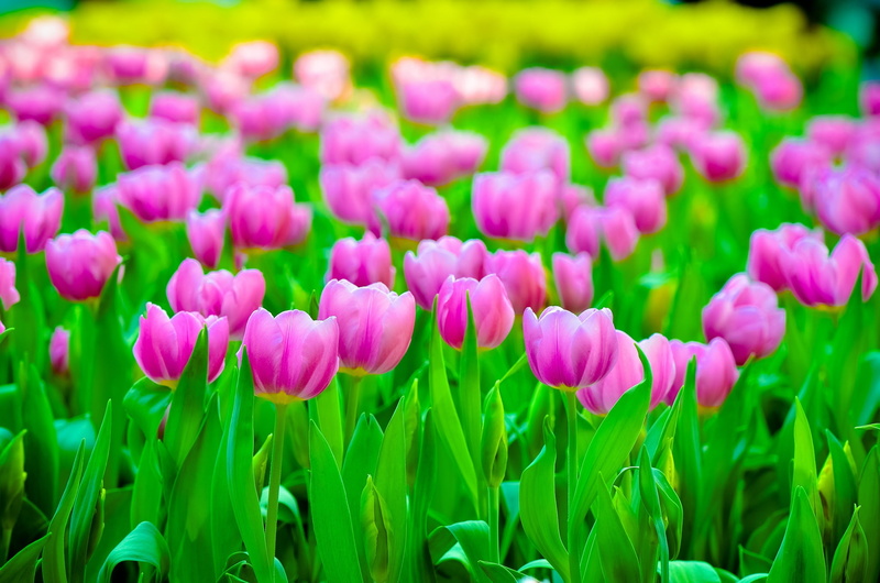 freshness, tulips, spring, flower, petal, plants, softness, gardening, outdoors, pink color, plant, fragility, close-up, growth, springtime, beauty in nature