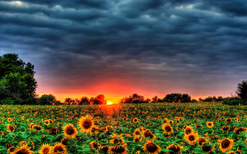 sunset, peace, trees, beautiful, other, sunflowers, yellow, view, 2K, flowers, field, lovely, rays, sunflowers field