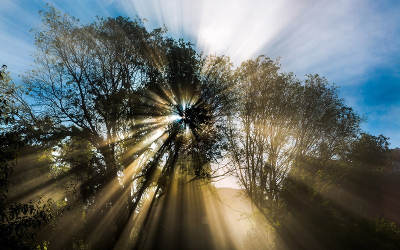 1080P, Rays, Spring, Nature, Sun, Tree