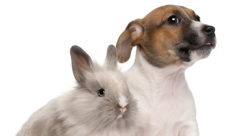friend, animals, rabbit, pets, bunny, puppy, loved, love, 1080P