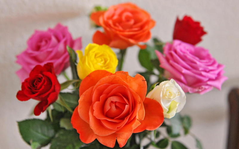 my everything, roses, bouquet, nature and landscapes, loving, sweetheart, colored, red, special, pink, multi, rose, yellow, 1080P