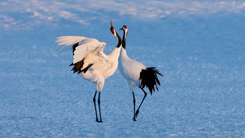 hokkaido, japan, island, 2K, crowned, Birds, crane, red