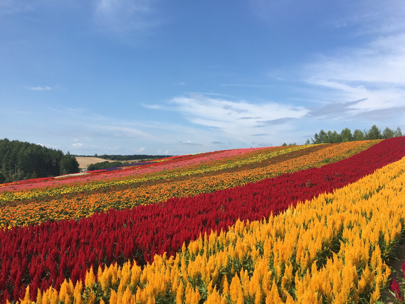 flowerbed, outdoors, field, day, rural scene, cloud - sky, sky, land, tranquility, scenics - nature, flower, flower garden, no people, plant, biei, beauty in nature